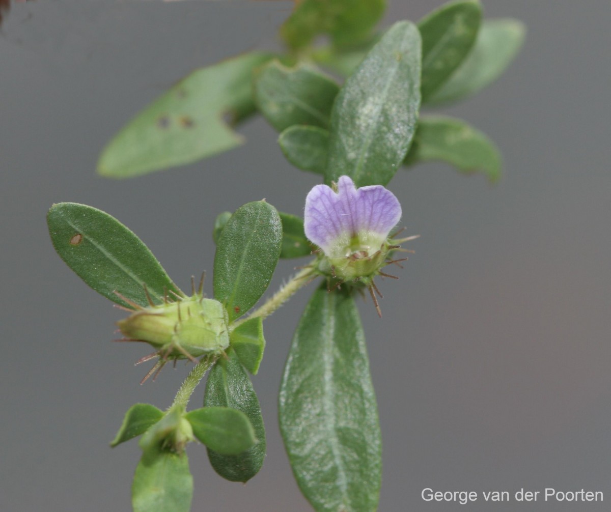 Blepharis integrifolia (L.f.) E.Mey. & Drège ex Schinz